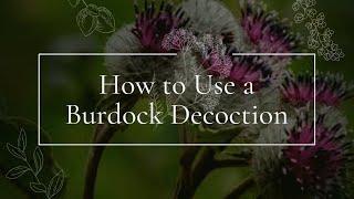 How to Use a Burdock Decoction