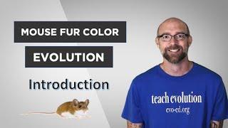 Evo-Ed: Mouse Fur Color Evolution Introduction