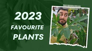  Top 10 Houseplants of 2023: A Personal Journey Through My Collection 