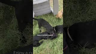 Happy Monday  #labrador #puppies #labradorretriever #blacklab