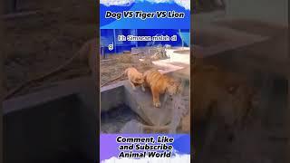 Dog VS Tiger VS Lion  ,#animalworld, #shorts, #yearofyou