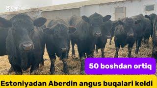 Aberden angus +99893.270.03.03+99888.375.11.18 semiz va boqma buqalar arzon joyidan sõraganlarga