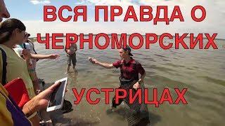 Вся правда о черноморских устрицах!Устрицы. Как едят устриц.