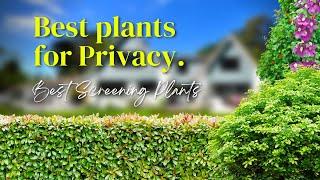 Best Screening Plants  Plants To Create Privacy And Hide Garden Boundaries 