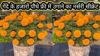 Nursery secret to grow thousands of marigold plants for free