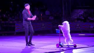 Garden Bros Circus Is Still Abusing Animals