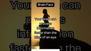 BRAIN FACT #1