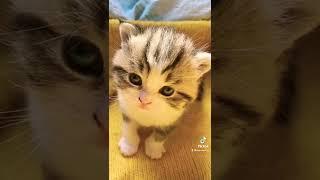 Kedi Videoları #shorts