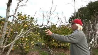 Peach Trees - Renewing A Major Scaffold Branch