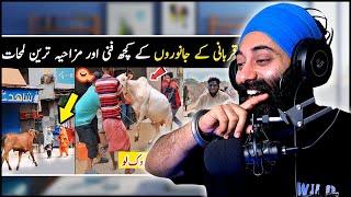 Indian Reaction on Most Funny Qurbani Animals caught on camera part 2 | PunjabiReel TV