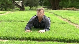 Choosing The Right Turf For Your Situation In Australia