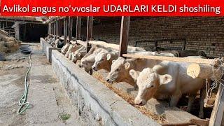 Aberdin ANGUS avlikol no'vvoslar keldi zo'rlari +998939720212 +998990670110