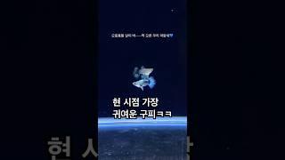 현 시점 가장 귀여운 구피ㅋㅋㅋ #구피 #구피분양 #구피치어 #aquarium #반려동물 #구피키우기 #굽썰