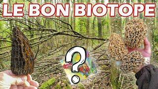 Où trouver des morilles ? Mes astuces concernant le biotope.