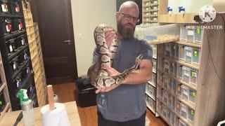 Ball python care. Tub cleaning, setup and maintenance. A must watch for new keepers and hobbyists!