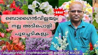 ബൊഗൈൻവില്ല ചെടികളുടെ മനോഹരമായ കളക്ഷൻസ് കൂടെ നല്ല പൂച്ചെടികളും വില്പനക്കായ് #evergreen_media_vlog