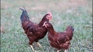 Precio de pollitos, pollos y gallinas en USA venta de gallinas