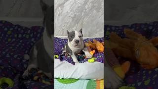 Шкода доступна к резерву -89182724446 ватсапп/телеграм #питомниксобак #americanbully