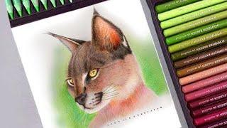 How to draw a lynx cat | shabeer art gallery