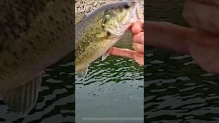 Fishing Blackbass, pesca Blackbass