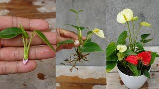 How to grow and care Anthurium plant simple method | Anthurium Plant