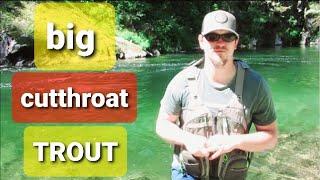 dry fly fishing for cutthroat trout