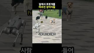 로봇개를 마주친 강아지들의 반응 #shorts 동물 #강아지 #인공지능 #귀여운 #유머