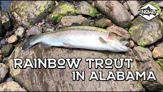 Monster Alabama Rainbow Trout - Sipsey Fork