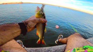 COMO PESCAR PARA COMER, PESCA Y COCINA, PESCA URBANA