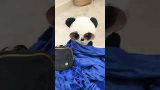 Dressing the panda!