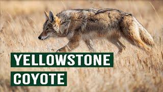 The Yellowstone Coyote's Epic Fight For Survival | Apex Predators