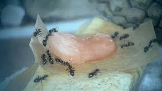 Lasius niger complete care guide.