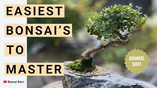 “Top 5 Easiest Bonsai Trees to Master” Perfect for Beginners!