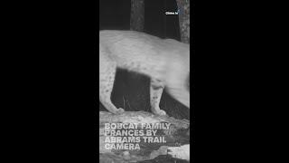 Bobcats prance by Abrams trail camera