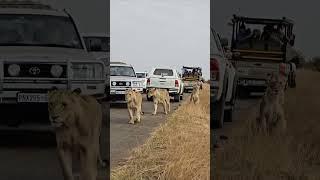 Caught on camera: Unruly driver bumps lioness in Kruger Park - Video: Supplied Safraaz Suliman.