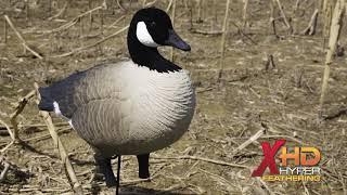 Product Video: Higdon Outdoors - Apex Full Size Canada Goose Info