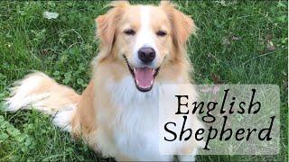 English Shepherd: Farm and Family Dog