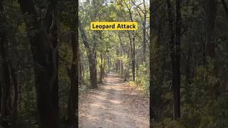 Leopard Attack   Jim Corbett National Park #shorts #jimcorbett #tiger