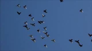 A flight of zamojski pigeons in the hot sun