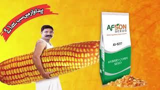 AfSon Seeds  AS-5277  Commercial