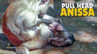 OMG! Super Cry! Poor Baby Monkey Anissa Very Hungry Cry Request Milk But Mum Anna Not Nursing