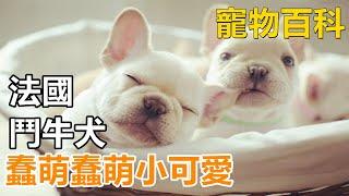 【法国斗牛犬】蠢萌的小可爱，想养法斗的朋友一定要了解这些知识！