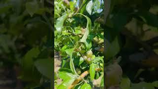 Bowmanville apple trees in June : Watson Farms PYO