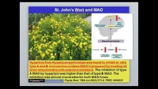 How to Balance COMT and MAO in the Brain