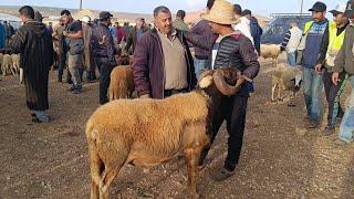 مباشرة من إثنين الحاجب 9/9/2024 أثمنة الخروف البرݣي وخروفة والنعجة وحولي ماعز فرجة ممتعة