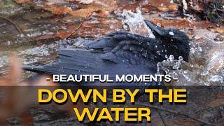 Crows: Bathing & Foraging At Forest Stream  | Nature Film