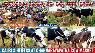 HF Calfs & Heifers at Channarayapatna Cow Market | Largest Market in Hassan District of Karnataka