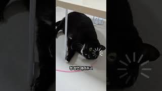잔망구미 잔망잔망️ #고양이 #고양이의일상 #cat #cute #턱시도냥이 #고양이입양