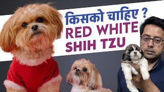 How Many Shih Tzu Puppies Do You Need? | Best Shih Tzu Breeders in Punjab