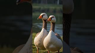 The True Love Story between Geese! #goose #geese #birds #animals #animallover #story #facts #shorts